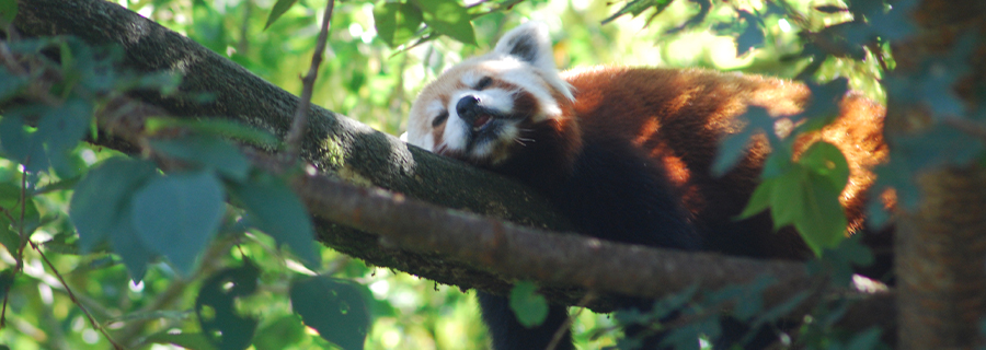 Un panda roux dormant sur une branche d'arbre au zoo Le  PAL
