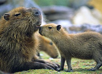 Un petit Capybara et sa mère au zoo Le PAL au cœur de l'Auvergne
