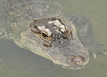 Un alligator à la surface de l'eau au zoo Le PAL