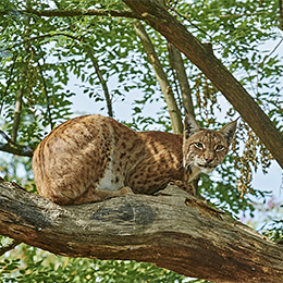un Lynx d'Europe allongé dans un arbre au parc animalier Le PAL en Auvergne