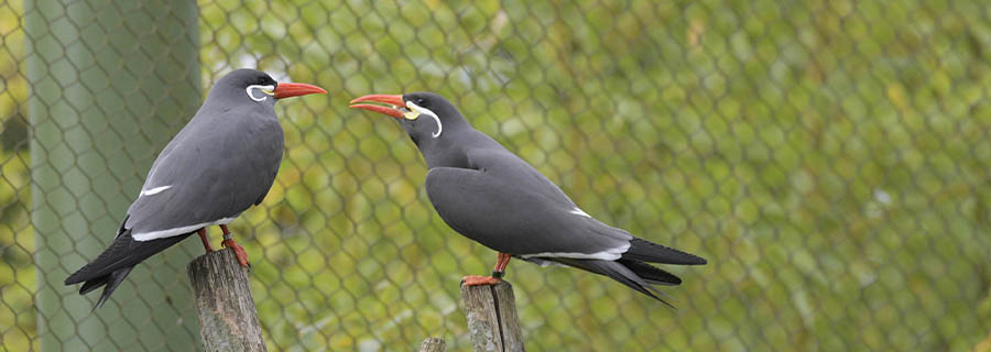 Deux Sternes Inca posés sur des branches au parc animalier Le PAL en Auvergne