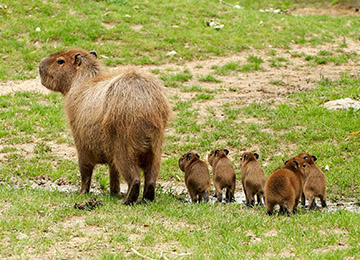 Une mère Capybara et ses petits au parc animalier Le PAL en Auvergne