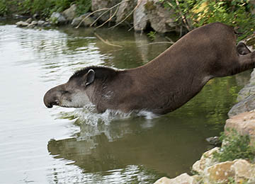 Un tapir allant dans l'eau au parc animalier Le PAL