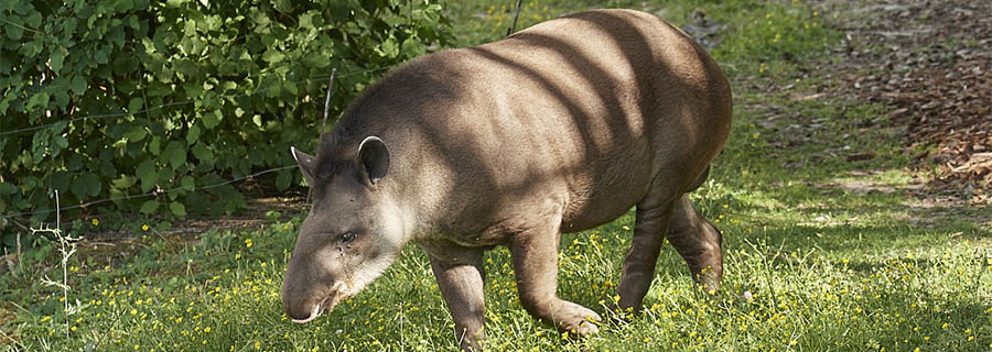 Tapir - Parc animalier in France in Auvergne Rhône-Alpes le PAL:  Perissodactyla from America