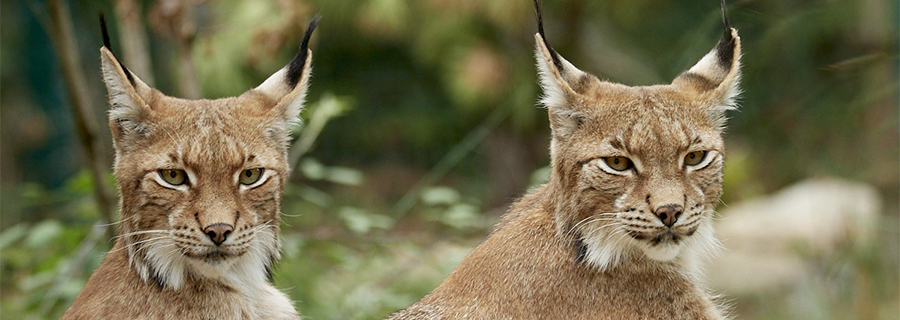 Deux Lynx d'Europe au parc animalier Le PAL dans l'Allier