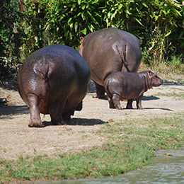 Une famille d'hippopotame au zoo Le PAL