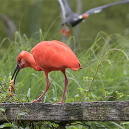 Un Ibis rouge qui mange au zoo Le PAL
