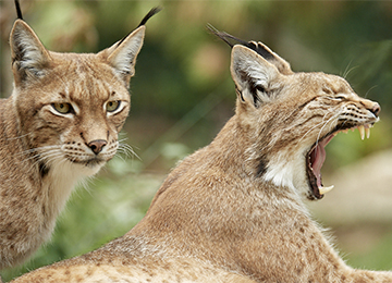 Deux Lynx d'Europe au parc animalier Le PAL dans l'Allier