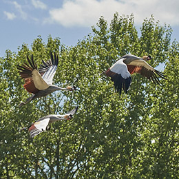 Trois grues couronnées en plein vol au zoo Le PAL en Auvergne