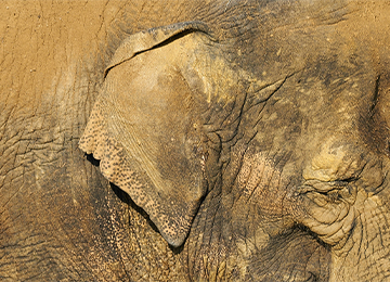 Gros plan sur un éléphant au parc animalier Le PAL