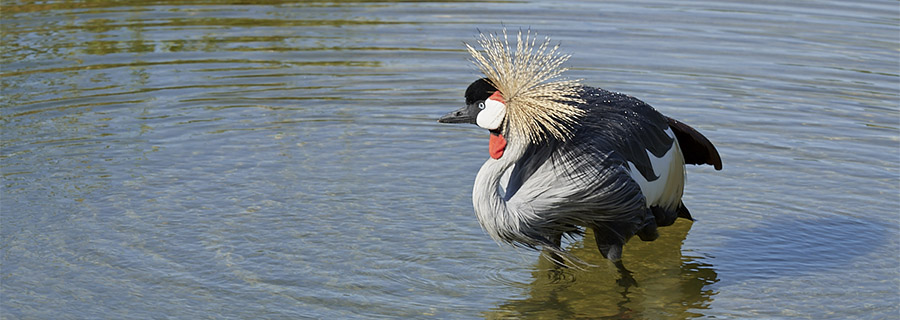 Une Grue couronnée dans l'eau au parc animalier Le PAL