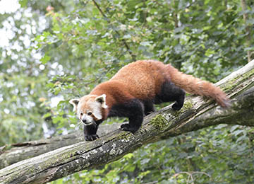 Un panda roux descendant d'un arbre au parc animalier Le PAL