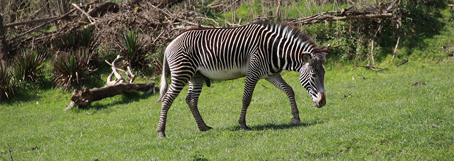 Zébre de Grévy marchant sur l'herbe au parc animalier Le PAL dans l'Allier