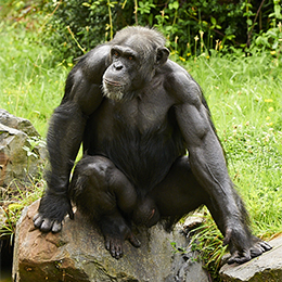 Un chimpanzé assis sur une pierre au parc animalier Le PAL