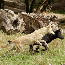 Deux loups qui courent au zoo Le PAL