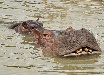 Deux hippopotames à la surface de l'eau au zoo Le PAL
