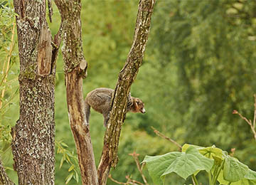 Vue sur un Lémur à collier blanc  dans un arbre au parc animalier d'Auvergne