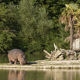 Un hippopotame broutant de l'herbe au zoo Le PAL