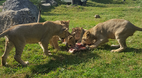 Feeding lions and tigers