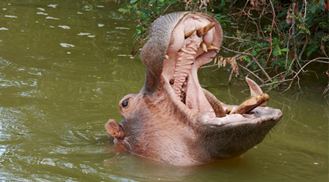 Feeding hippos