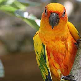 Gros plan sur une Conure soleil et son plumage coloré au zoo Le PAL