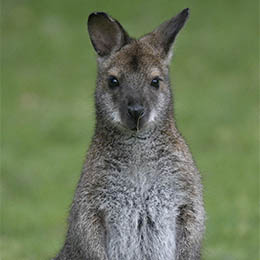 un wallaby de Bennett dans l'herbe au parc animalier Le PAL