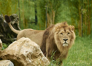 lion d'Asie derrière un rocher au parc animalier Le PAL en Auvergne