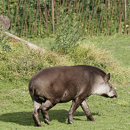 Un tapir de dos dans l'herbe au parc animalier Le PAL