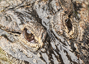 Les yeux d'un alligator du zoo Le PAL