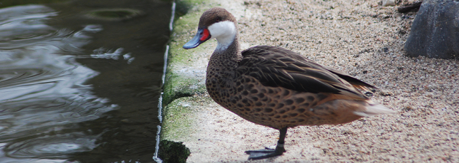 Un Pilet des Bahamas devant l'eau au parc animalier Le PAL