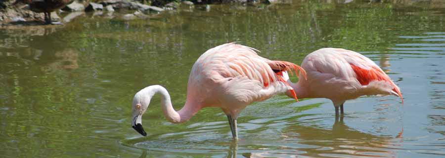 Deux Flamants du Chili dans l'eau au parc animalier Le PAL
