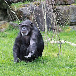 Un chimpanzé tendant le bras au caméraman au zoo Le PAL