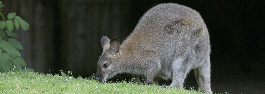 un Wallaby de Bennett dans l'herbe au parc zoologique Le PAL dans l'Allier