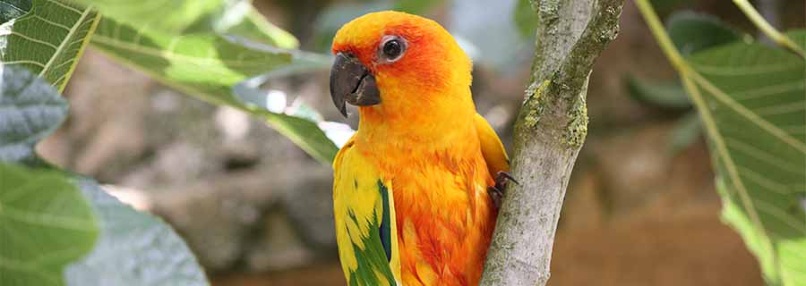 gros plan sur la conure soleil  dans un arbre au parc animalier Le PAL