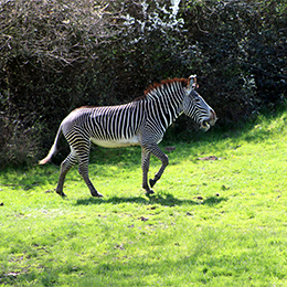Zébre de Grévy qui marche dans l'herbe au zoo Le PAL dans l'Allier