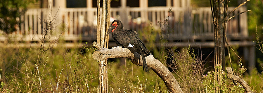 Calao terrestre de Leadbeater sez reposant sur une branche au parc animalier Le PAL