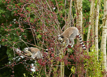 Deux Maki Catta dans un arbre se nourrissant de fleurs au parc animalier Le PAL