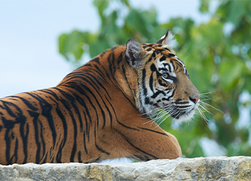 Un tigre allongé sur un pierre au parc animalier Le PAL