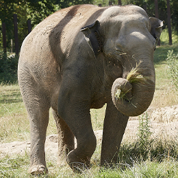 Un éléphant mangeant de l'herbe au parc animalier Le PAL