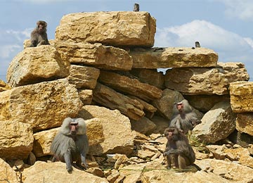 Un groupe d'Hamadryas occupant des rochers au parc animalier Le PAL