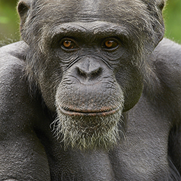 Un chimpanzé souriant au zoo Le PAl