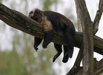 Un Capucin à poitrine jaune dormant sur la branche d'un arbre au zoo Le PAL dans l'Allier