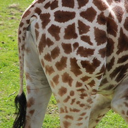 La queue d'une girafe au zoo Le PAL