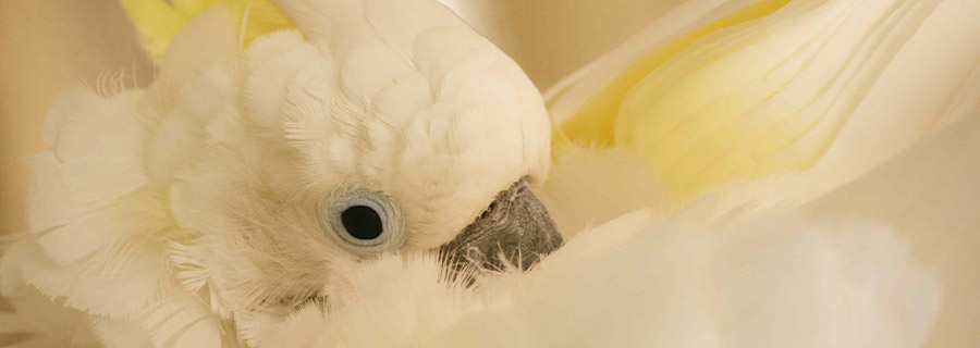 Gros plan sur la tête d'un Cacatoès à huppe jaune au parc animalier Le PAL