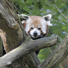 Un panda roux dans les arbres au parc animalier Le PAL
