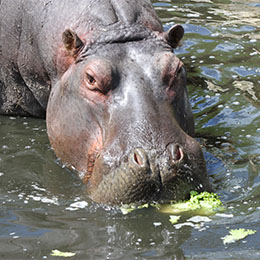 Hippopotame mangeant de la salade dans le lac du zoo Le PAL