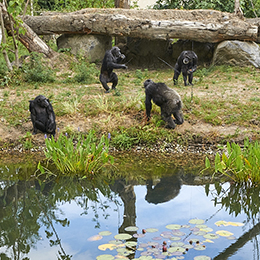 Quatre chimpanzés au parc animalier Le PAL