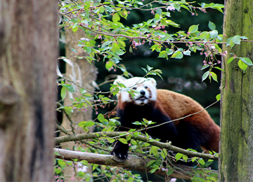 Une femelle panda roux au zoo Le PAL