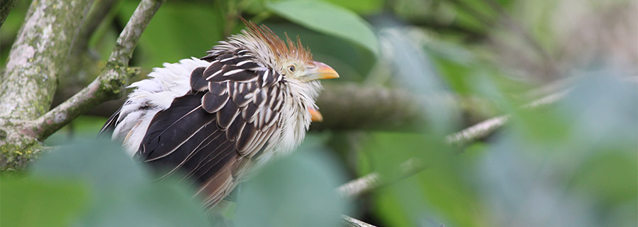 Gros plan sur un Guira Cantara au zoo Le PAL dans l'Allier