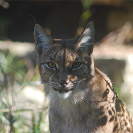 Gros plan sur un Lynx d'Europe au parc animalier Le PAL dans l'Allier